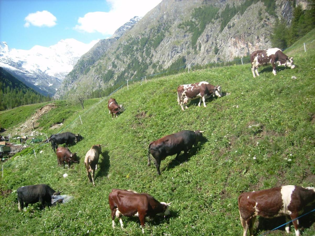 La Ferme Du Grand Paradis Когне Екстериор снимка